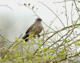 Flckig skriktrast <br> Arrow-marked Babbler <br> Turdoides jardineii