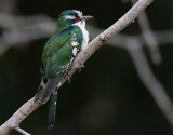 Didrikglansgk <br>  Diederik Cuckoo <br> Chrysococcyx caprius