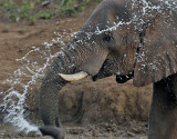 Afrikansk elefant <br> African Elephant <br> Loxodonta africana