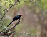 Grn skratthrfgel <br> Green Wood Hoopoe <br> Phoeniculus purpureus