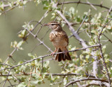 Sabotalrka <br> Sabota Lark <br> Calendulauda sabota