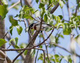 Strupflcksbatis <br> Chinspot batis <br> Batis molitor