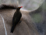 Rdnbbad oxhackare <br> Red-billed Oxpecker <br> Buphagus erythrorynchus