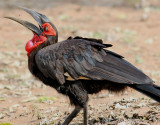 Sydlig hornkorp <br> Southern Ground Hornbill <br> Bucorvus leadbeateri