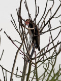 Krontoko <br> Crowned Hornbill <br> Lophoceros alboterminatus