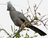 Gr tofsturako <br> Grey Go-away-bird <br> Corythaixoides concolor