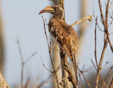 Grtoko <br> African Grey Hornbill <br> Lophoceros nasutus