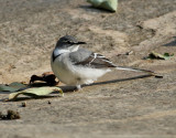 Bergrla <br> Mountain Wagtail <br> Motacilla clara