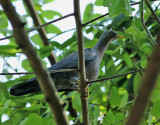 Olivduva <br> African Olive Pigeon <br> Columba arquatrix