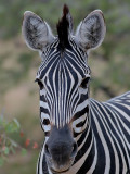 Stppzebra <br> Burchells Zebra <br> Equus quagga burchellii