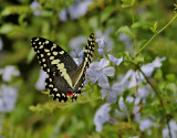 Citrus Swallowtail <br> Papilio demodocus