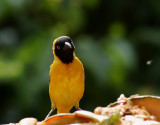 Mindre maskvvare <br> Lesser Masked Weaver <br> Ploceus intermedius