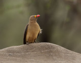 Rdnbbad oxhackare <br> Red-billed Oxpecker <br> Buphagus erythrorynchus