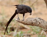 Skattrnskata <br> Magpie Shrike <br> Urolestes melanoleucus