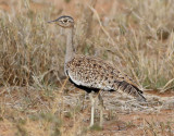 Sydlig tofstrapp <br> Red-crested Korhaan <br> Lophotis ruficrista