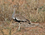 Sydlig tofstrapp <br> Red-crested Korhaan <br> Lophotis ruficrista