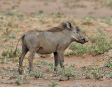 Vanligt vrtsvin <br> Common Warthog <br> Phacochoerus africanus