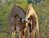 Giraff <br> Giraffe <br> Giraffa camelopardalis