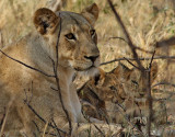 Lejon <br> African Lion <br> Panthera leo