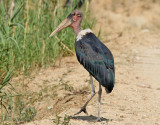 Maraboustork <br> Marabou Stork <br> Leptoptilos crumenifer