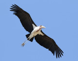 Maraboustork <br> Marabou Stork <br> Leptoptilos crumenifer