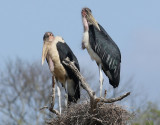 Maraboustork <br> Marabou Stork <br> Leptoptilos crumenifer