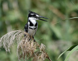 Grfiskare <br> Pied Kingfisher <br> Ceryle rudis