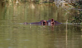 Flodhst <br> Hippopotamus <br> Hippopotamus amphibius