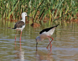 Styltlpare <br>Black-winged Stilt<br>Himantopus himantopus