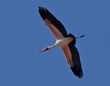 Afrikansk ibisstork <br> Yellow-billed Stork <br> Mycteria ibis