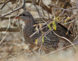 Natal Francolin <br> Pternistis natalensis 