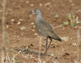 Mrk sorgvipa <br> Senegal Lapwing <br> Vanellus lugubris