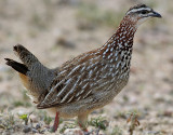 Crested Francolin <br> Dendroperdix sephaena 