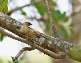 Mindre honungsvisare <br> Lesser Honeyguide <br> Indicator minor