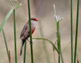 Helenaastrild <br> Common Waxbill <br> Estrilda astrild