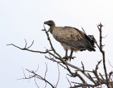 Vitryggig gam <br> White-backed Vulture <br> Gyps africanus