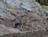 Kappgam <br> Hooded Vulture <br> Necrosyrtes monachus