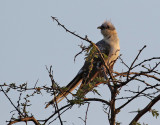 Skatgk <br> Great Spotted Cuckoo <br> Clamator glandarius