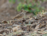 Afrikansk piplrka <br> African Pipit <br> Anthus cinnamomeus