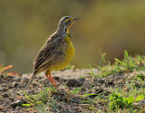 Gulstrupig sporrpiplrka <br> Yellow-throated Longclaw <br> Macronyx croceus