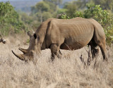 Trubbnoshrning <br> White Rhinoceros <br< Ceratotherium simum