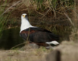 Skrikhavsrn <br> African Fish Eagle <br> Haliaeetus vocifer