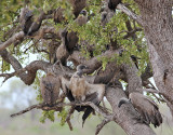 Vitryggig gam <br> White-backed Vulture <br> Gyps africanus