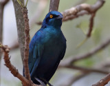 Blkindad glansstare <br> Greater Blue-eared Starling <br> Lamprotornis chalybaeus