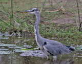 Grhger <br> Grey heron<br> Ardea cinerea