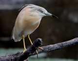 Rallhger <br> Squacco Heron <br> Ardeola ralloides