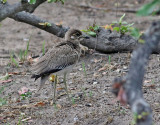 Vattentjockfot <br> Water Thick-knee <br> Burhinus vermiculatus