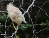 Rallhger <br> Squacco Heron <br> Ardeola ralloides