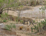 Leopard <br>  African Leopard <br> Panthera pardus