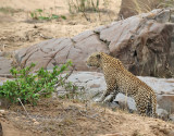 Leopard <br>  African Leopard <br> Panthera pardus